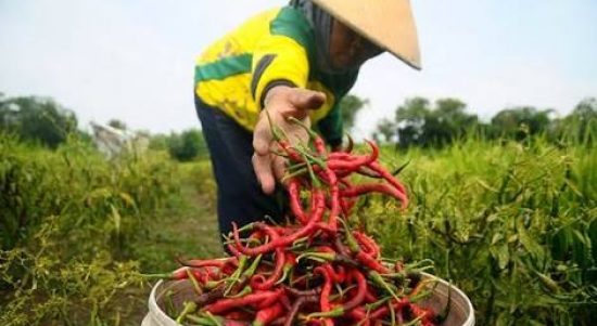 Petani Cabai Saat Panen