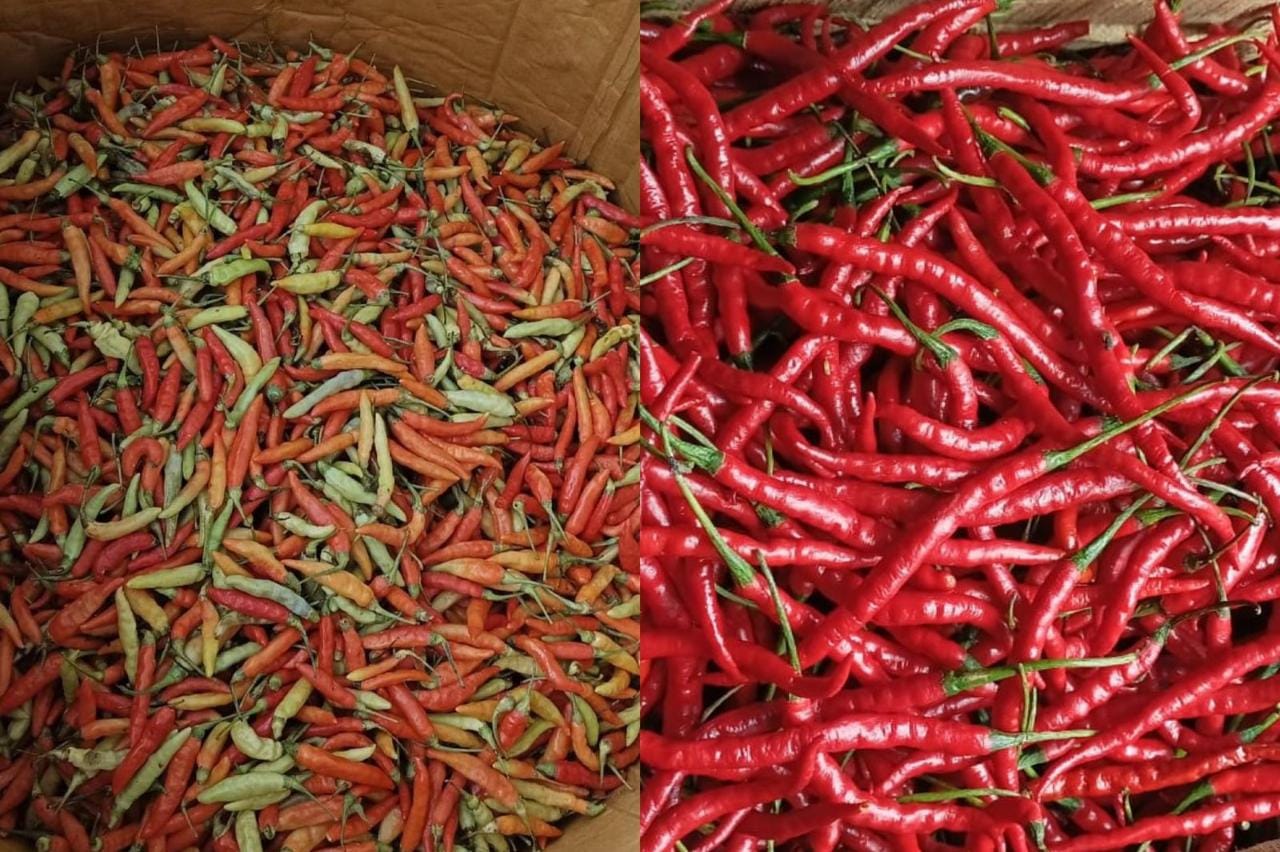 Makin Pedas, Harga Cabe Rawit Di Pasar Toboali Tembus Rp 160.000 ...