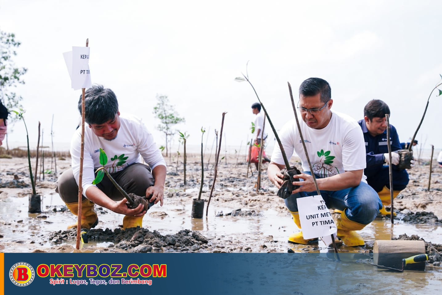 Gandeng AMPG, PT Timah Tbk Tanam 5.000 Batang Mangrove Di Bangka Barat ...